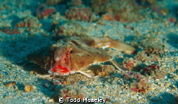 Red Lipped Batfish. Dive guide didn't want us to get clos... by Todd Moseley 